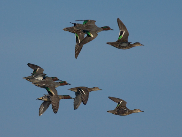 Tavi, Common Teal, Anas crecca